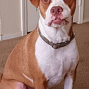 Rocky is registered to the contest to win money with this photo: dog, brown, white, pet, indoor, carpet, collar, sitting, canine, animal, ears, face, expression, door, bag, home, floor, fur, attention, portrait