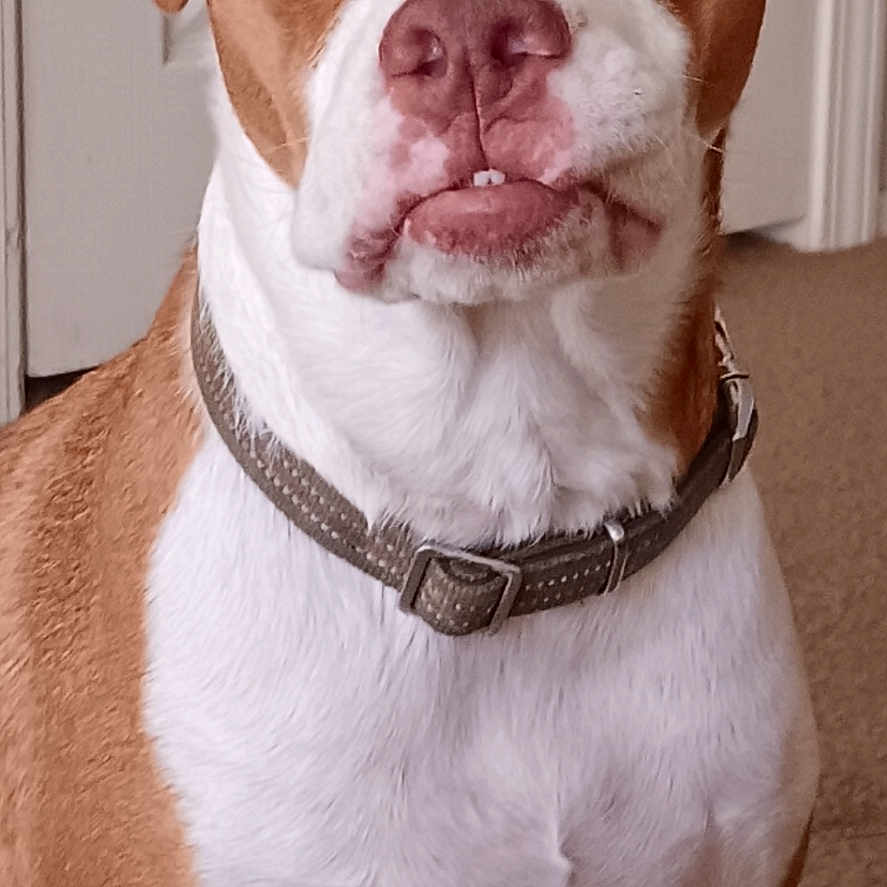Rocky joined the competition — help win amazing prizes! animal, background, brown, canine, carpet, close_up, collar, dog, door, ears, expression, eyes, face, fur, indoor, nose, pet, portrait, sitting, white