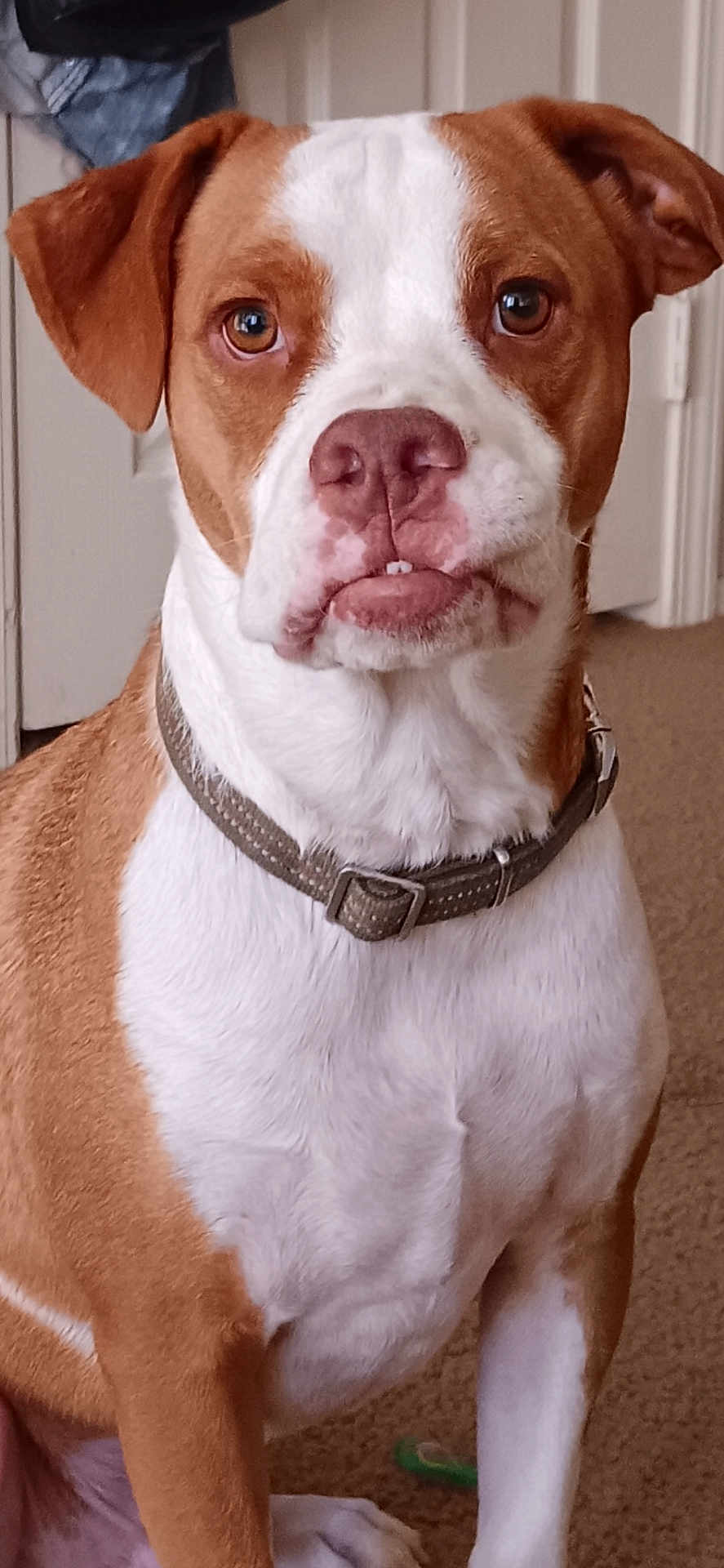 Rocky joined the competition — help win amazing prizes! dog, brown, white, pet, indoor, carpet, collar, canine, animal, portrait, sitting, close_up, ears, face, nose, fur, eyes, expression, door, background