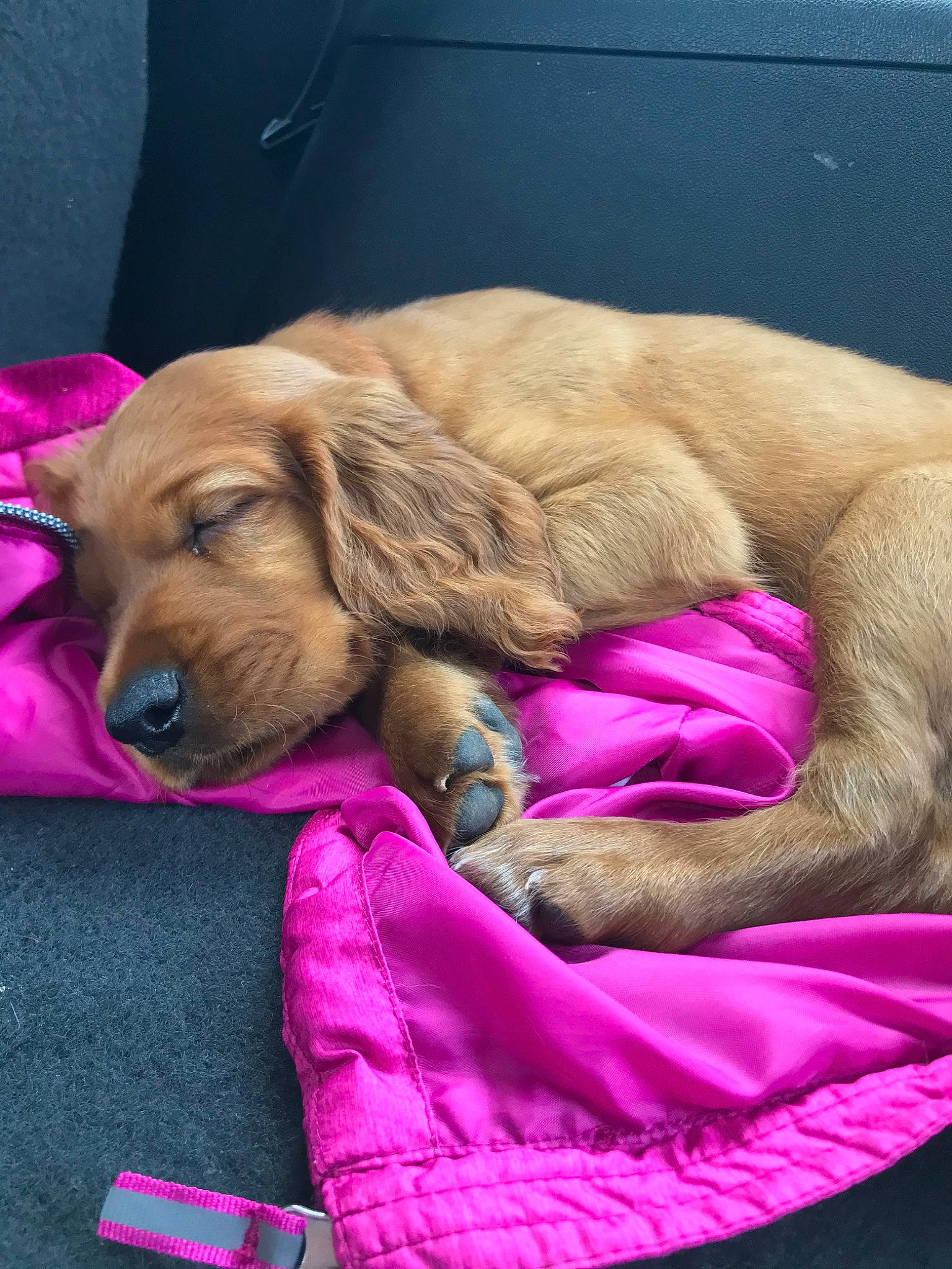 Nash joined the competition — help win amazing prizes! american_cocker_spaniel, canidae, carnivore, companion_dog, dog, dog_breed, dog_toy, fawn, golden_retriever, hovawart, mammal, nap, pink, puppy, puppy_love, sleep, spaniel, sporting_group, vertebrate