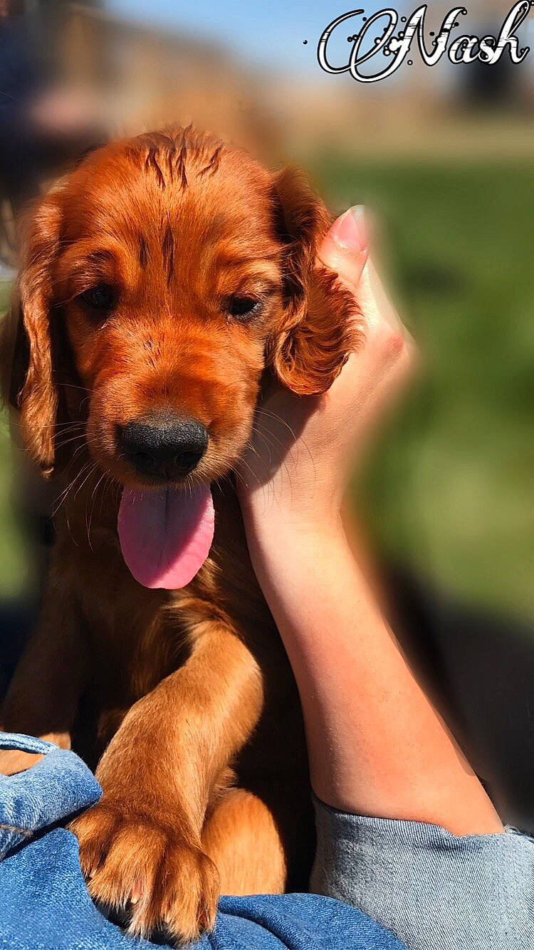 Nash joined the competition — help win amazing prizes! canidae, carnivore, cocker_spaniel, companion_dog, dog, dog_breed, english_cocker_spaniel, fawn, irish_setter, mammal, puppy, puppy_love, rare_breed_dog, setter, snout, spaniel, sporting_group, vertebrate