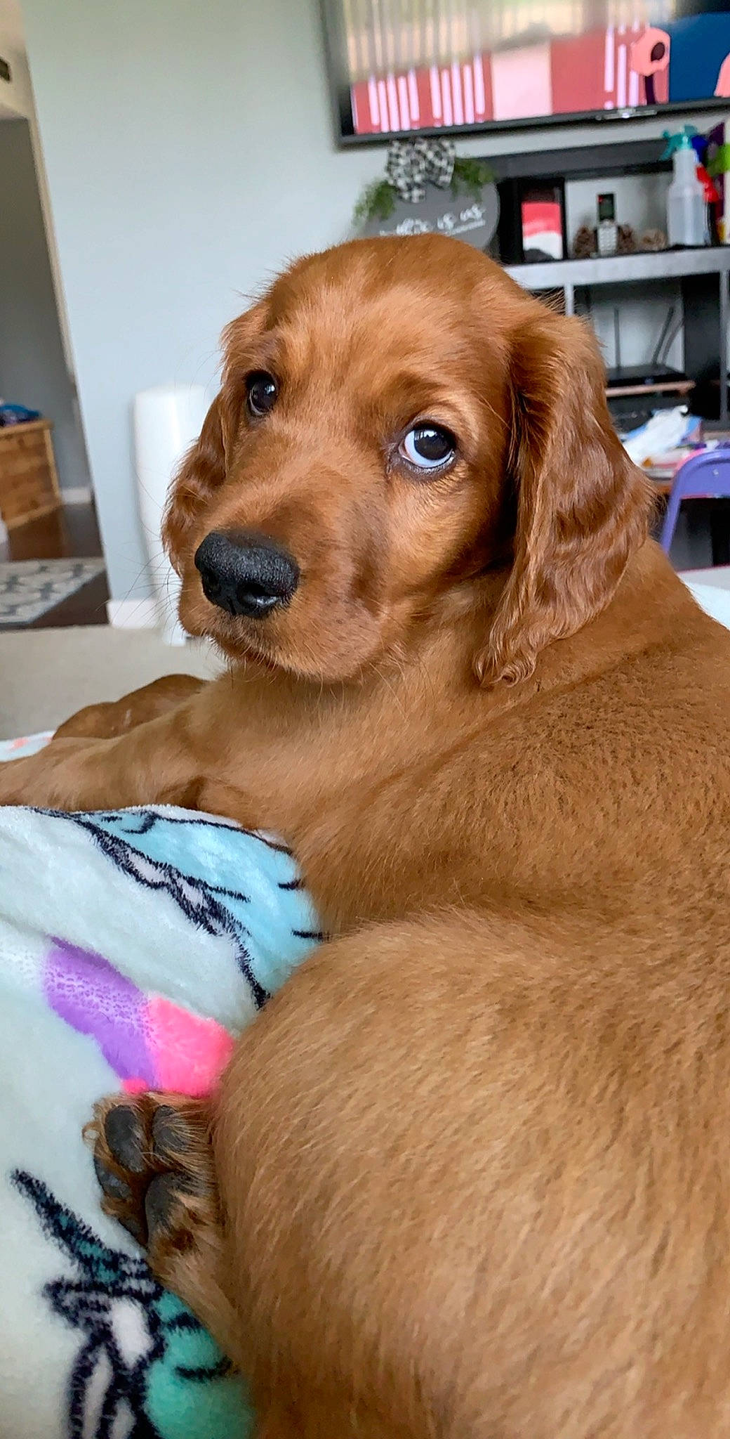 Nash joined the competition — help win amazing prizes! american_cocker_spaniel, canidae, carnivore, cocker_spaniel, companion_dog, dog, dog_breed, english_cocker_spaniel, fawn, golden_retriever, irish_setter, mammal, puppy, rare_breed_dog, retriever, setter, snout, spaniel, sporting_group, vertebrate