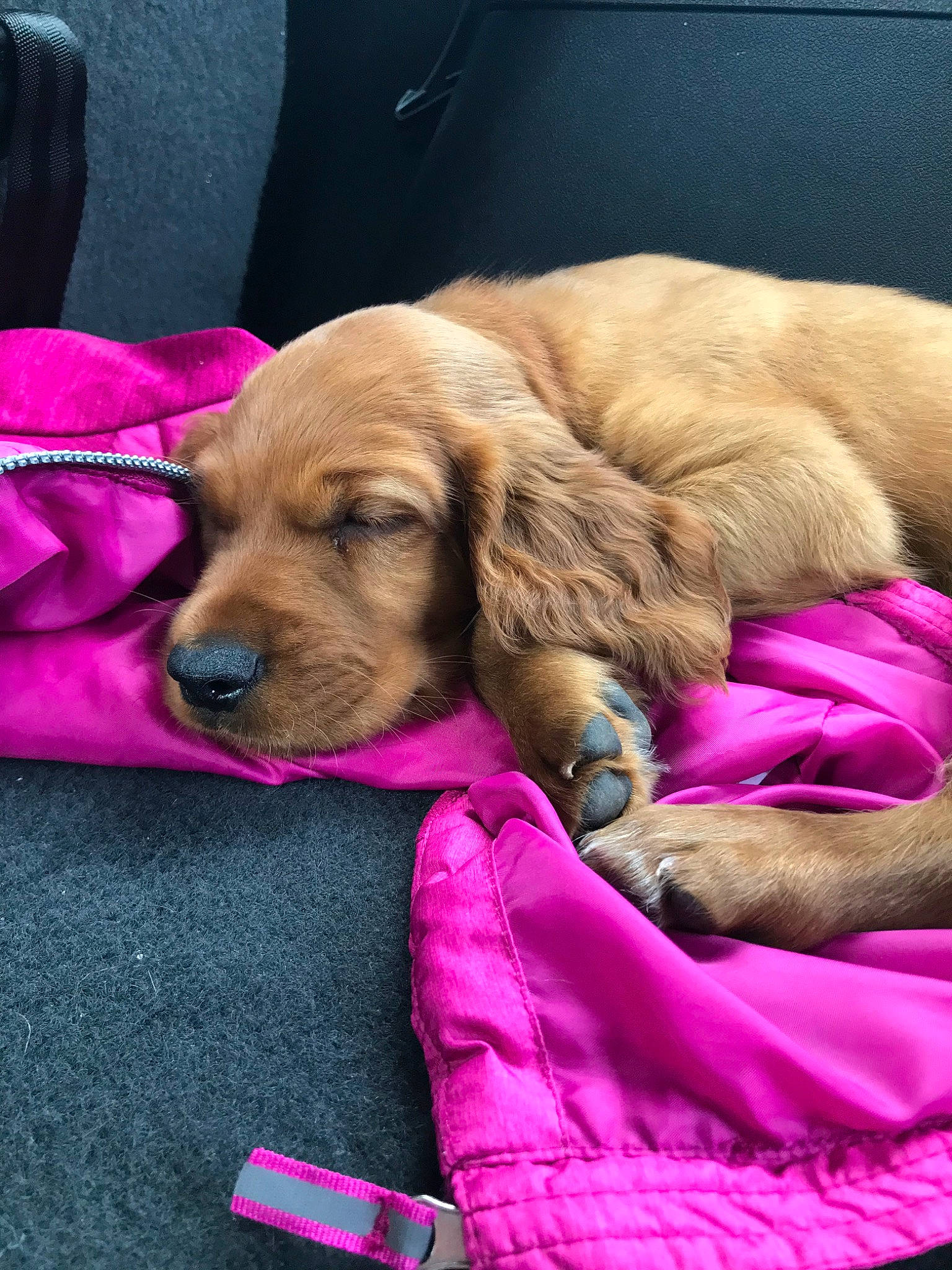 Nash joined the competition — help win amazing prizes! american_cocker_spaniel, canidae, carnivore, cocker_spaniel, companion_dog, dog, dog_breed, english_cocker_spaniel, golden_retriever, hovawart, mammal, pink, puppy, puppy_love, retriever, sleep, snout, spaniel, sporting_group, vertebrate