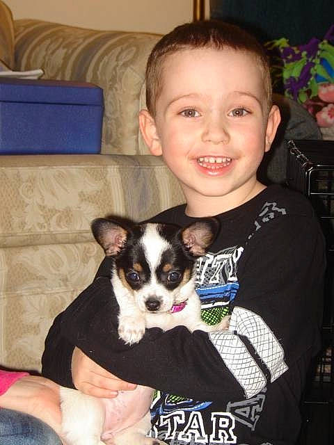 Lola joined the competition — help win amazing prizes! canidae, carnivore, child, companion_dog, dog, dog_breed, ear, eye, fawn, iris, mammal, puppy, puppy_love, rat_terrier, skin, toddler, toy_dog, toy_fox_terrier