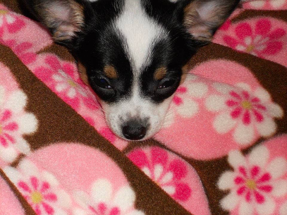 Lola is registered to the contest to win money with this photo: canidae, carnivore, chihuahua, companion_dog, dog, dog_breed, mammal, miniature_fox_terrier, puppy, puppy_love, rat_terrier, snout, sporting_group, teddy_roosevelt_terrier, tenterfield_terrier, toy_dog, toy_fox_terrier, vertebrate, whiskers