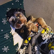 Under a rejoint le concours — aidez-le/la à gagner de superbes lots ! affenpinscher, animal, bed, bedroom, blanket, canine, couch, cushion, dog, furniture, homedecor, indoors, linen, person, pet, pillow, puppy, quilt, sleeping, terrier