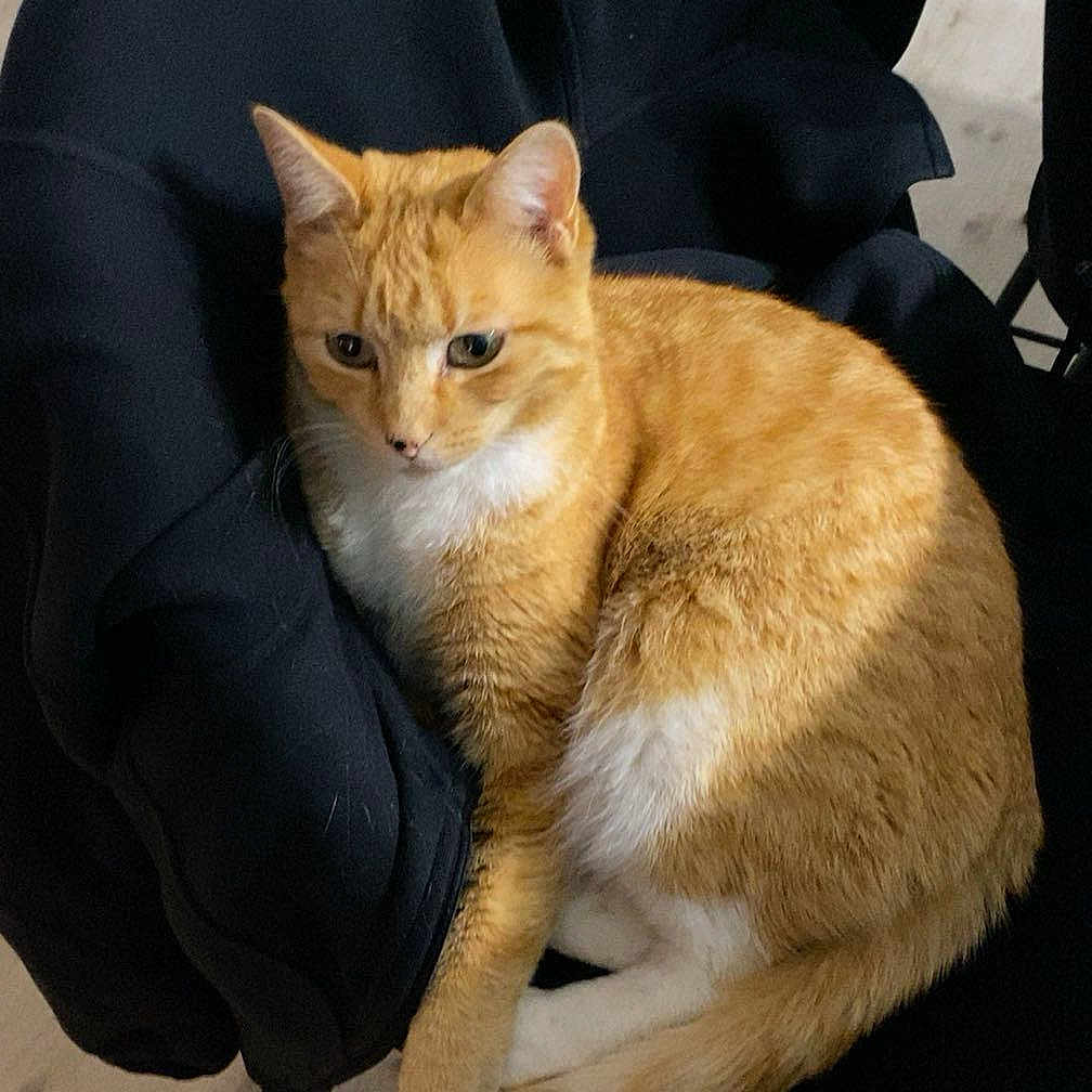 Cookie a rejoint le concours — aidez-le/la à gagner de superbes lots ! black_jacket, cat, chair, curious, curled_up, domestic_cat, feline, floor, fur, indoor, jacket, looking, orange_cat, paws, pet, resting, sneakers, whiskers, white_cat, wooden_floor