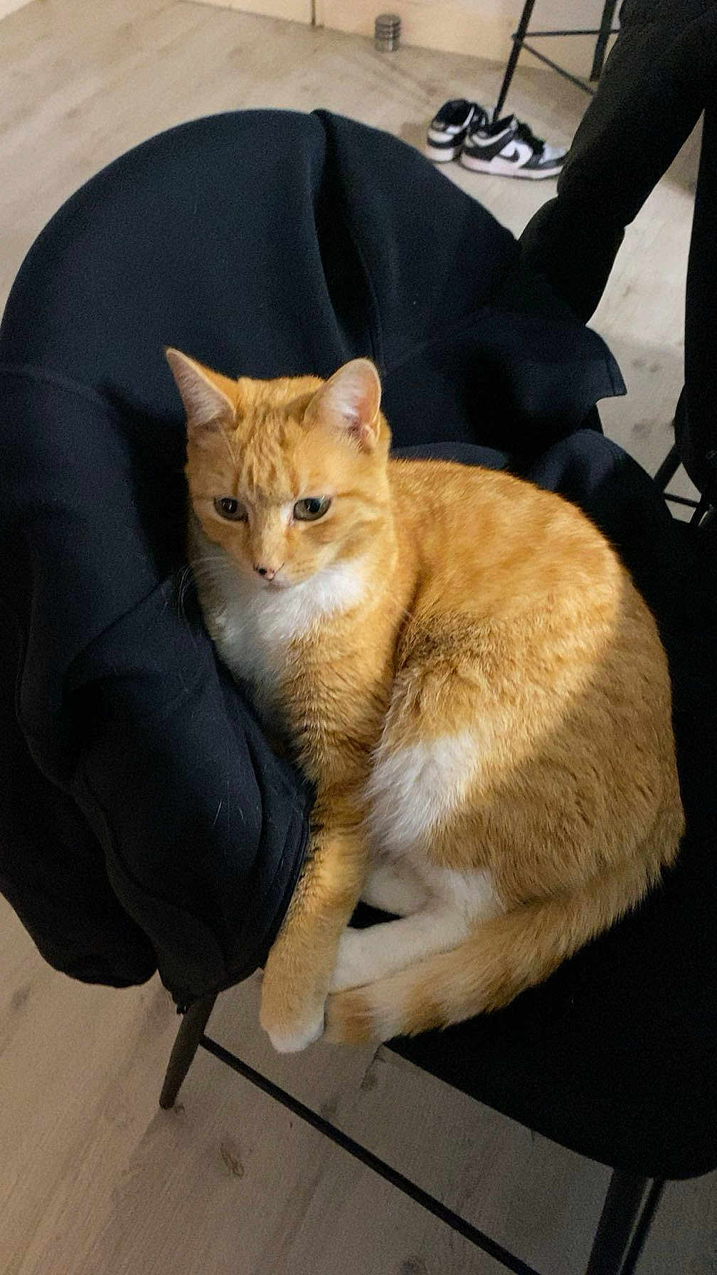 Cookie a rejoint le concours — aidez-le/la à gagner de superbes lots ! cat, orange_cat, white_cat, indoor, chair, jacket, floor, curled_up, pet, feline, domestic_cat, resting, fur, whiskers, paws, looking, curious, black_jacket, sneakers, wooden_floor