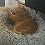 Cookie participe au concours pour gagner de l'argent avec cette photo : cat, ginger_cat, sleeping, pet_bed, fluffy_bed, indoor, cozy, furniture, floor, resting, animal, domestic_cat, cute, relaxing, soft_texture, home, nap, fur, cushion, quiet