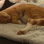 Cookie participe au concours pour gagner de l'argent avec cette photo : cat, orange_tabby, sleeping, cozy, blanket, furry, pet, domestic_cat, relaxed, indoor, fur, whiskers, paw, tail, resting, cute, animal, mammal, home, comfort