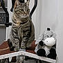 Plume participe au concours pour gagner de l'argent avec cette photo : cat, tabby_cat, stuffed_animal, plush_toy, exercise_equipment, indoor, pet, animal, sitting, feline, fur, whiskers, ears, toy, shelf, wall, floor, quiet, calm, domestic