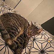 Plume participe au concours pour gagner de l'argent avec cette photo : cat, tabby, sleeping, bed, blanket, indoor, pet, cozy, fur, resting, pattern, domestic_animal, animal, feline, cute, whiskers, relaxation, home, soft, peaceful