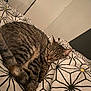 cat, tabby, sleeping, bed, blanket, indoor, pet, cozy, fur, resting, pattern, domestic_animal, animal, feline, cute, whiskers, relaxation, home, soft, peaceful