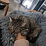 Plume a rejoint le concours — aidez-le/la à gagner de superbes lots ! cat, tabby_cat, pet, hand, paw, blanket, indoor, cozy, sleeping, fur, comfort, domestic_animal, resting, feline, soft_texture, couch, human, relaxation, close_up, warmth