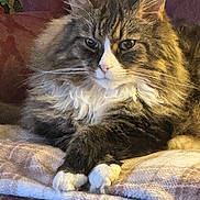 Buckwheat is registered to the contest to win money with this photo: cat, fluffy, feline, pet, animal, paws, white_paws, tabby, long_hair, resting, blanket, cozy, indoors, fur, whiskers, relaxed, cute, mammal, domestic_animal, portrait