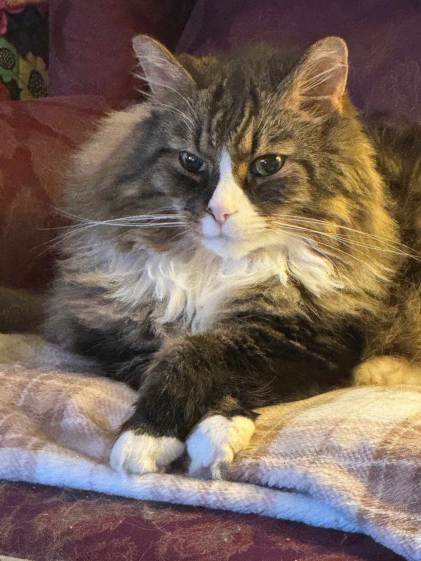 Buckwheat is registered to the contest to win money with this photo: cat, fluffy, feline, pet, animal, paws, white_paws, tabby, long_hair, resting, blanket, cozy, indoors, fur, whiskers, relaxed, cute, mammal, domestic_animal, portrait