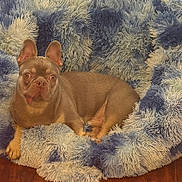 Frankie joined the competition — help win amazing prizes! dog, french_bulldog, pet_bed, fluffy, blue, white, tongue_out, cute, animal, indoor, wood_floor, relaxed, portrait, small_dog, canine, fur, paw, ears_up, looking_at_camera, companion