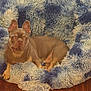 dog, french_bulldog, pet_bed, fluffy, blue, white, tongue_out, cute, animal, indoor, wood_floor, relaxed, portrait, small_dog, canine, fur, paw, ears_up, looking_at_camera, companion