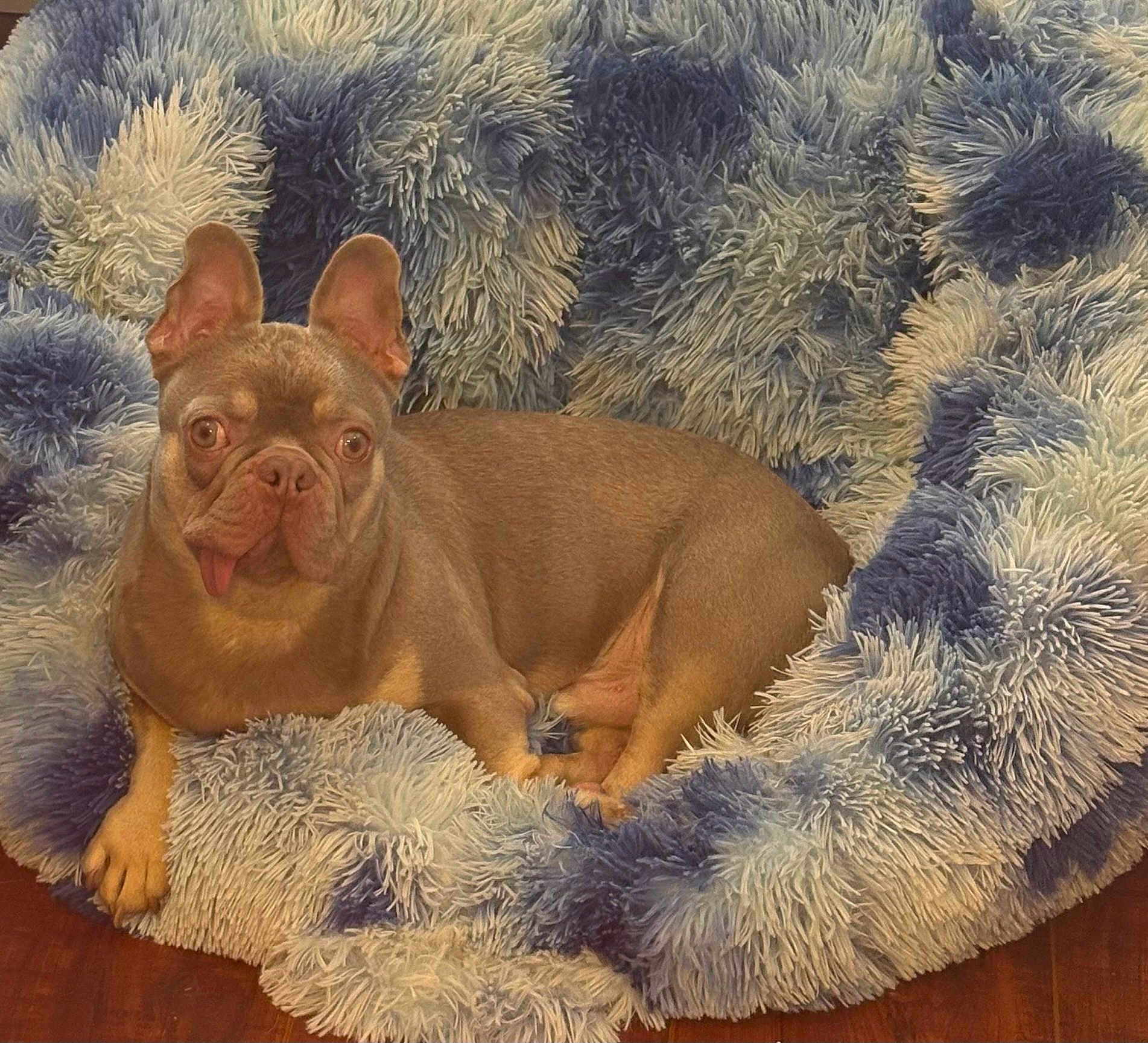 Frankie
