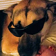 Leo joined the competition — help win amazing prizes! dog, sunglasses, close_up, lying_down, pet, canine, brown_fur, relaxed, indoors, animal, cool, portrait, face, resting, companion, furry, domestic, friend, cute, shade