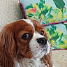 Samba participe au concours pour gagner de l'argent avec cette photo : black_nose, brown_and_white, cavalier_king_charles_spaniel, closeup, colorful_pillows, couch, cute, dog, floppy_ears, home, indoor, large_eyes, long_hair, lying_down, microphone, pet, portrait, sofa, spaniel, white_chest