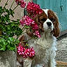 Samba participe au concours pour gagner de l'argent avec cette photo : animal, brown_and_white, cavalier_king_charles_spaniel, dog, door, doormat, entryway, flowers, fur, garden, greenery, home, long_ears, outdoor, pet, pink_flowers, portrait, potted_plant, sitting, turquoise_door