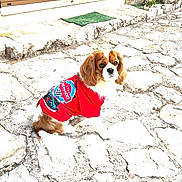 Samba a rejoint le concours — aidez-le/la à gagner de superbes lots ! dog, red_jacket, stone_patio, outdoor, pet, curious, brown_and_white, small_dog, door, window, wooden_door, stone_steps, sunny, daylight, animal, sitting, fur, ears, tail, cute