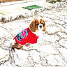 dog, red_jacket, stone_patio, outdoor, pet, curious, brown_and_white, small_dog, door, window, wooden_door, stone_steps, sunny, daylight, animal, sitting, fur, ears, tail, cute