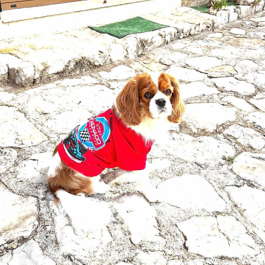 Samba a rejoint le concours — aidez-le/la à gagner de superbes lots ! dog, red_jacket, stone_patio, outdoor, pet, curious, brown_and_white, small_dog, door, window, wooden_door, stone_steps, sunny, daylight, animal, sitting, fur, ears, tail, cute