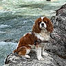 dog, cavalier_king_charles_spaniel, spaniel, brown_and_white, long_ears, sitting, harness, pet, river, stream, water, rapids, rocks, outdoors, nature, wilderness, portrait, centered_subject, adventure, travel