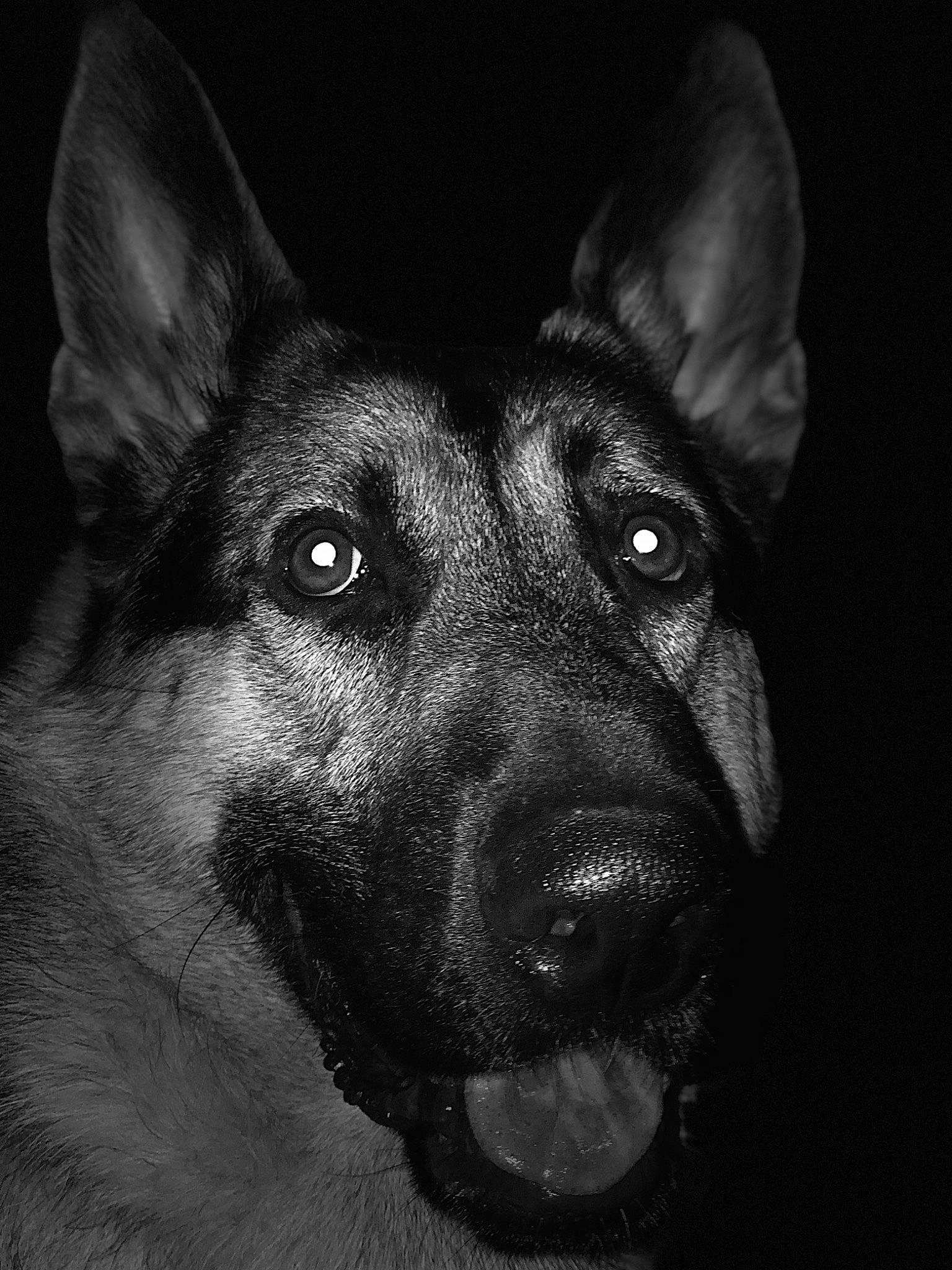 Gator is registered to the contest to win money with this photo: black, black_and_white, canidae, carnivore, dog, dog_breed, ear, east_european_shepherd, eye, german_shepherd_dog, king_shepherd, kunming_wolfdog, mammal, norwegian_elkhound, nose, old_german_shepherd_dog, police_dog, shiloh_shepherd_dog, snout, vertebrate