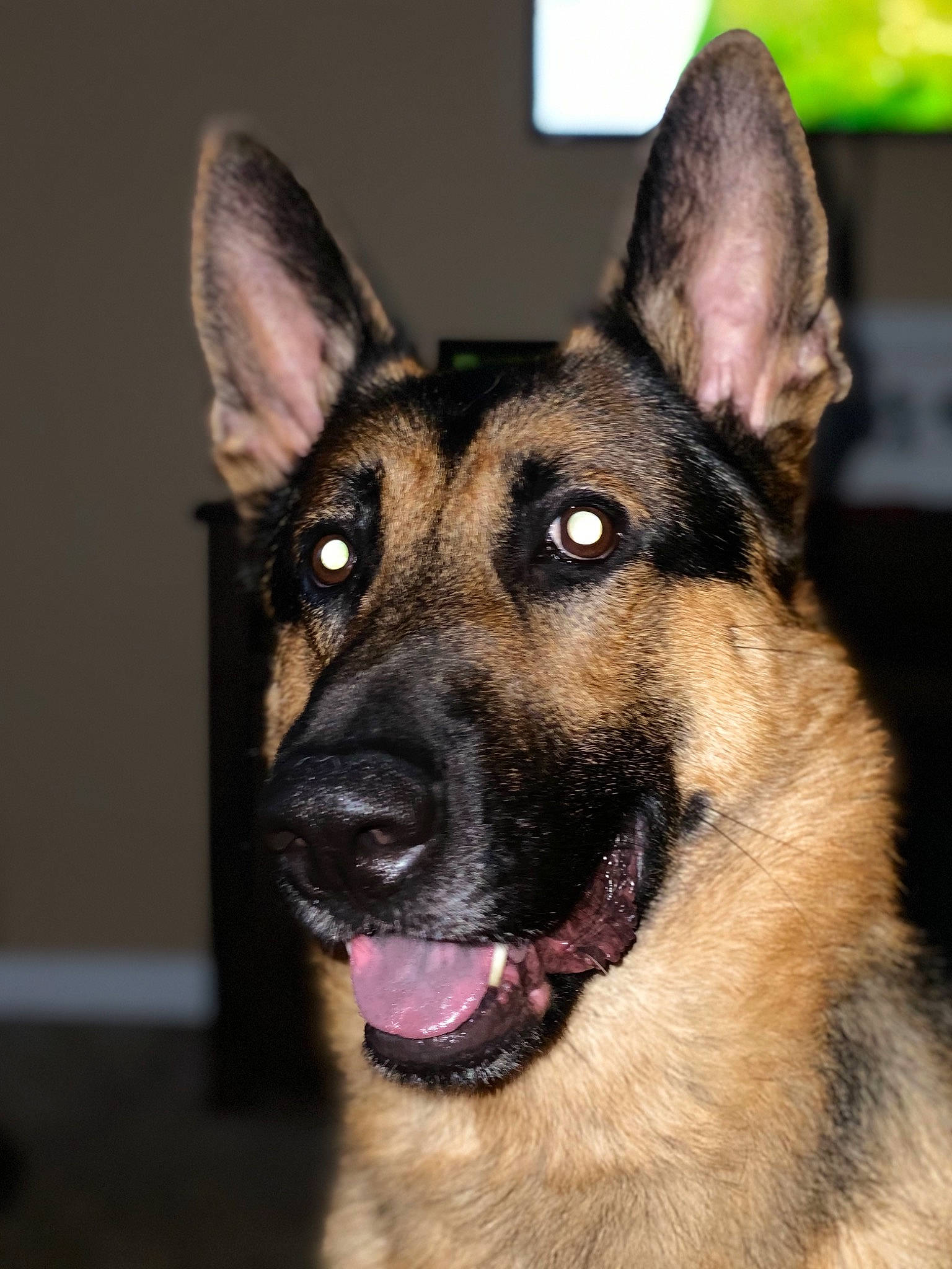 Gator is registered to the contest to win money with this photo: belgian_shepherd, belgian_shepherd_malinois, canidae, carnivore, dog, dog_breed, ear, east_european_shepherd, eye, fawn, german_shepherd_dog, king_shepherd, kunming_wolfdog, mammal, old_german_shepherd_dog, police_dog, rare_breed_dog, shiloh_shepherd_dog, snout, vertebrate