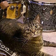 Riley is registered to the contest to win money with this photo: cat, tabby_cat, pet, animal, feline, whiskers, green_eyes, wide_eyed, lying_down, indoor, music_room, drum_kit, snare_drum, cymbal, bass_drum, carpet, instrument, curious, fluffy, portrait