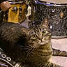 cat, tabby_cat, pet, animal, feline, whiskers, green_eyes, wide_eyed, lying_down, indoor, music_room, drum_kit, snare_drum, cymbal, bass_drum, carpet, instrument, curious, fluffy, portrait