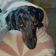 Loupa a rejoint le concours — aidez-le/la à gagner de superbes lots ! animal, black, blanket, brown, closeup, comfortable, cozy, cute, dachshund, dog, floor, fur, furniture, houseplant, indoor, pattern, pet, portrait, resting, soft
