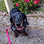 Loupa a rejoint le concours — aidez-le/la à gagner de superbes lots ! black_coat, canine, close_up, dachshund, dog, flowers, greenery, happy, leash, nature, outdoor, pet, pink_leash, playful, roses, small_dog, stone_pavement, summer, tan_coat, tongue_out