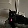 black_cat, cat, feline, pet, indoor, pink_tag, pet_tag, plush_bed, cat_tree, cozy, resting, ears, whiskers, yellow_eyes, door, wall, electrical_outlet, portrait, close_up, dim_lighting