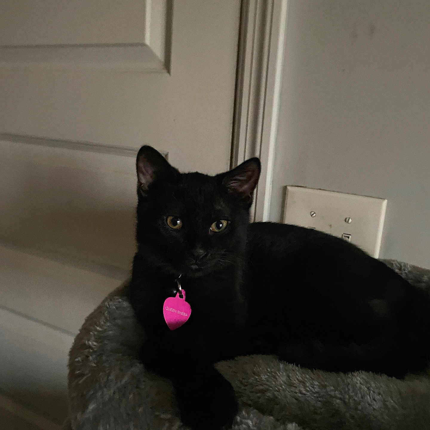 Queen Sheba is registered to the contest to win money with this photo: black_cat, cat, cat_tree, close_up, cozy, dim_lighting, door, ears, electrical_outlet, feline, indoor, pet, pet_tag, pink_tag, plush_bed, portrait, resting, wall, whiskers, yellow_eyes