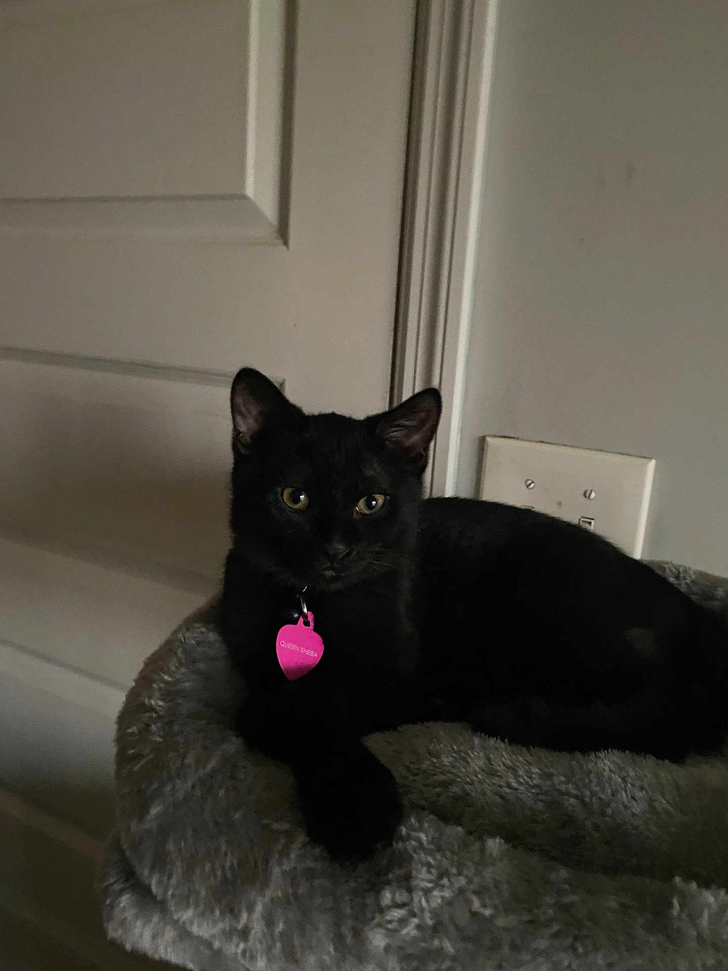Queen Sheba is registered to the contest to win money with this photo: black_cat, cat, feline, pet, indoor, pink_tag, pet_tag, plush_bed, cat_tree, cozy, resting, ears, whiskers, yellow_eyes, door, wall, electrical_outlet, portrait, close_up, dim_lighting