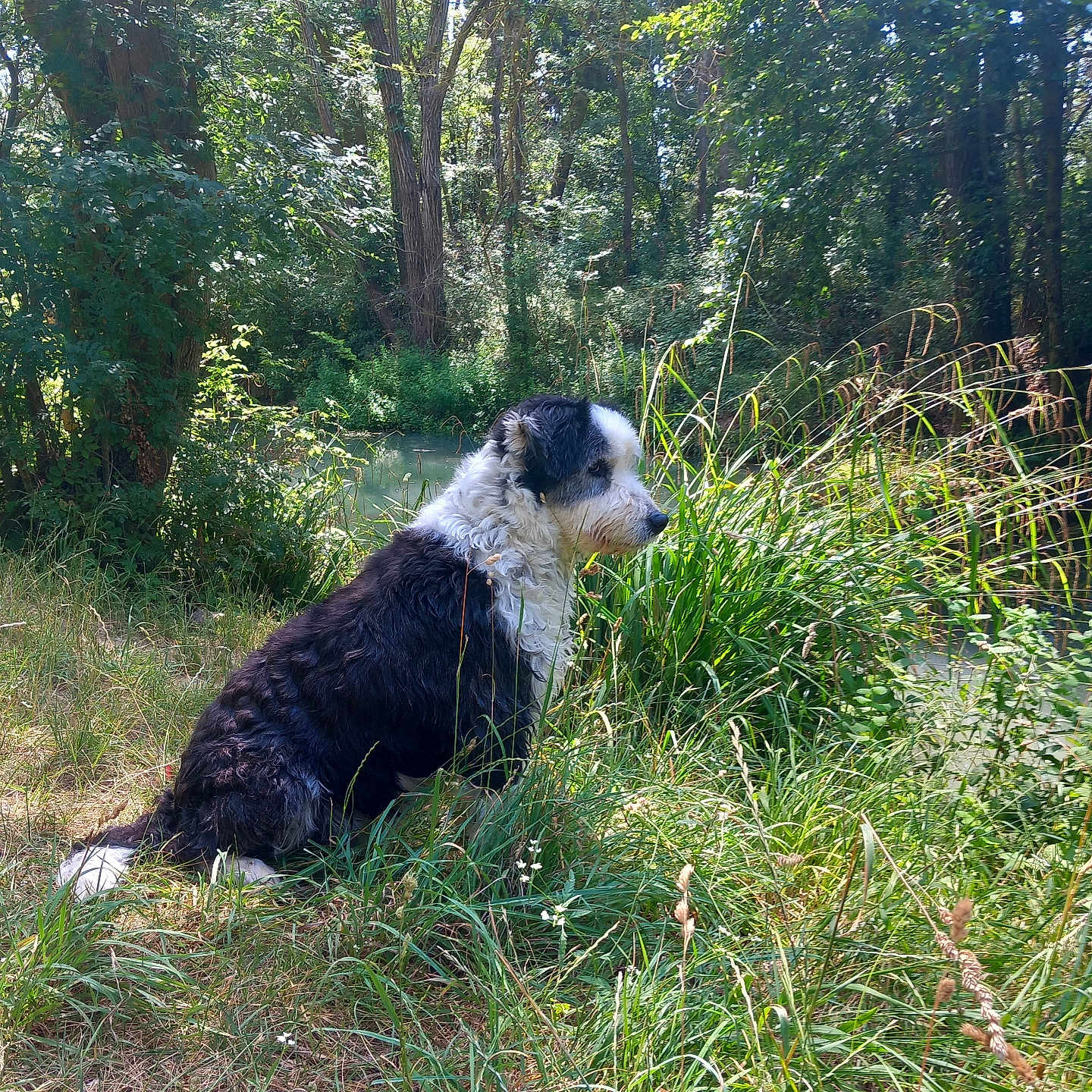 Wendy a rejoint le concours — aidez-le/la à gagner de superbes lots ! animal, canine, collie, dog, field, grass, grassland, grove, jungle, land, nature, outdoors, pet, plant, puppy, rainforest, terrier, tree, vegetation, woodland