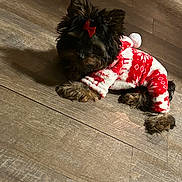 Bennie is registered to the contest to win money with this photo: dog, puppy, pet, pajamas, bow, red, white, wooden_floor, indoor, cute, small_dog, fur, animal, cozy, lying_down, looking_up, adorable, fluffy, companion, domestic