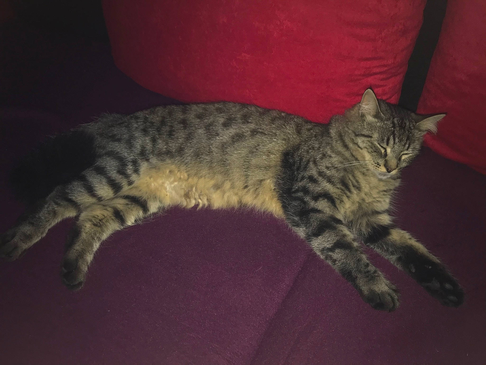 Polochon participe au concours pour gagner de l'argent avec cette photo : american_bobtail, asian, australian_mist, california_spangled, carnivore, cat, domestic_short_haired_cat, dragon_li, egyptian_mau, european_shorthair, felidae, kitten, mammal, pixie_bob, small_to_medium_sized_cats, tabby_cat, tail, vertebrate, whiskers, wild_cat