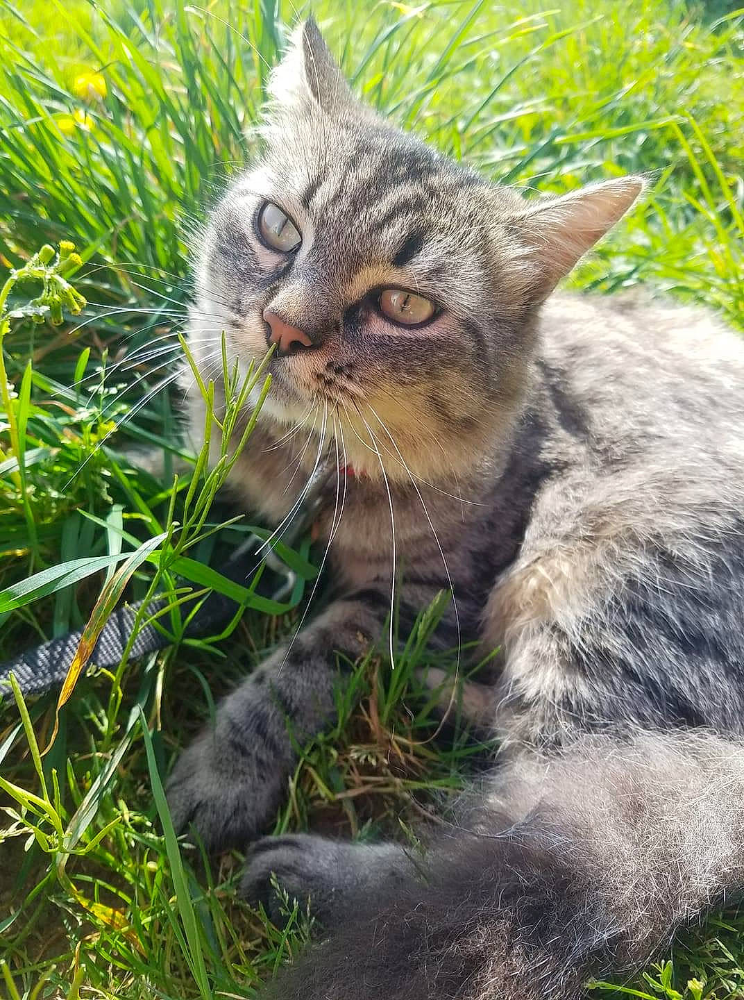 Polochon participe au concours pour gagner de l'argent avec cette photo : american_shorthair, asian, carnivore, cat, domestic_short_haired_cat, dragon_li, european_shorthair, felidae, grass, mammal, pixie_bob, plant, rusty_spotted_cat, siberian, small_to_medium_sized_cats, snout, tabby_cat, whiskers, wild_cat, wildlife