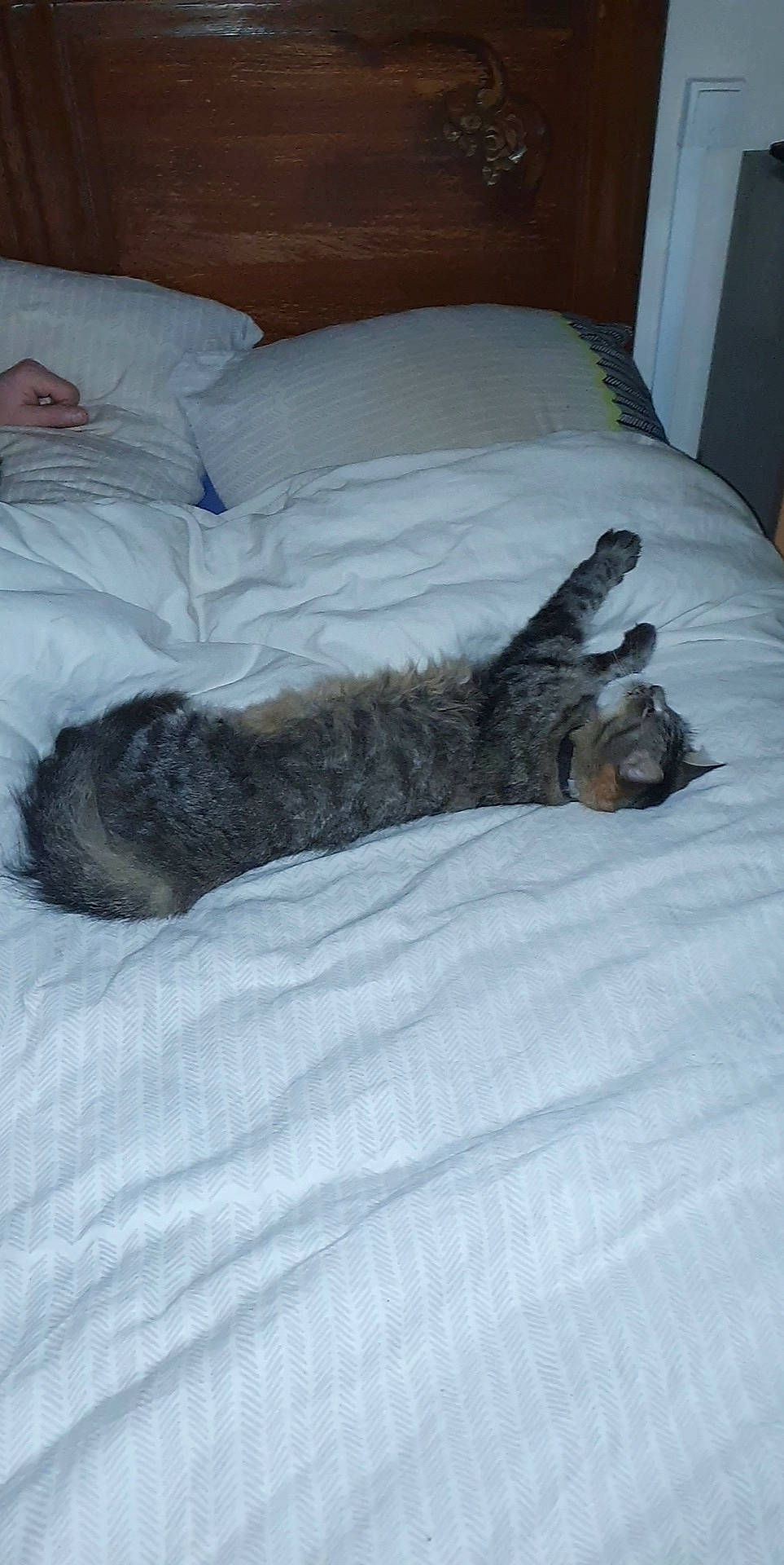 Polochon participe au concours pour gagner de l'argent avec cette photo : bedding, carnivore, cat, comfort, dog_breed, domestic_short_haired_cat, door, duvet, felidae, fur, grey, linens, nap, room, small_to_medium_sized_cats, snout, sporting_group, tail, whiskers, wood