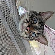 Félix participe au concours pour gagner de l'argent avec cette photo : cat, blue_eyes, whiskers, curious, close_up, mesh_curtain, indoor, pet, feline, face, ears, nose, fur, window, daylight, portrait, animal, looking, soft_light, cute