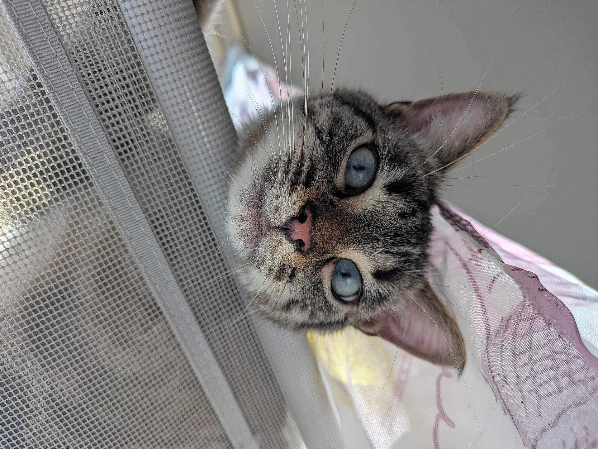 Félix participe au concours pour gagner de l'argent avec cette photo : cat, blue_eyes, whiskers, curious, close_up, mesh_curtain, indoor, pet, feline, face, ears, nose, fur, window, daylight, portrait, animal, looking, soft_light, cute