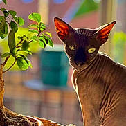 Nairobi a rejoint le concours — aidez-le/la à gagner de superbes lots ! sphynx_cat, cat, pet, indoor, plant, potted_plant, leaf, sunlight, window, animal, wrinkled_skin, closeup, portrait, feline, ears, green_leaf, background_blur, nature, houseplant, domestic_animal