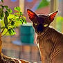 sphynx_cat, cat, pet, indoor, plant, potted_plant, leaf, sunlight, window, animal, wrinkled_skin, closeup, portrait, feline, ears, green_leaf, background_blur, nature, houseplant, domestic_animal