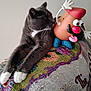 cat, close_up, colorful_blanket, curious, decor, feline, figurine, gray_cat, household, indoor, mr_potato_head, nuzzling, pet, plastic_toy, playful, relaxed, resting, toy, wall, white_paws