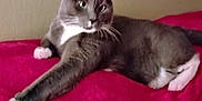 Annie is registered to the contest to win money with this photo: cat, gray_cat, white_paws, lying_down, red_blanket, indoor, pet, fur, whiskers, relaxed, cozy, animal, mammal, cute, domestic_cat, resting, soft_texture, feline, home, portrait